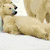 Six- with polar bear, green background text 'Lazy', orange icon, house, cyan text 'Ranch', and horse