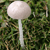 A pixelated mushroom with a white cap and stem stands against a green and brown pixelated background.