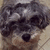 Pixelated close-up of a dog's face with dark fur on top and lighter fur below, showing eyes, nose, and mouth against a neutral background.