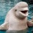 A pixelated image of a white beluga whale with its mouth open, set against a blue background on the left side of a red
