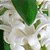 A static image of white flowers with green leaves, rendered in low-resolution pixel art style with visible pixelation.