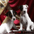 Two stylized animal figures with white and brown fur, one holding a red object against a dark maroon background.