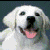 Pixelated close-up of a white dog's face with pink tongue, dark eyes, and black nose against a muted blue background.
