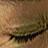 Green-skinned eye with visible eyelashes and iris details, paired with brown skin texture, and bold green text reading "HULK HULK SUMMER 2003" on black background.