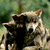 A pixelated image of a wolf-like creature with light brown and white fur, dark eyes, and a black nose, positioned against a blurred green background.