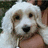 Pixelated close-up of a dog's face with white and light brown fur, dark eyes, and a black nose, held by a hand with light skin tone.