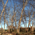 Pixelated landscape with tall slender trees against a blue sky, brown and green ground cover, and light blue sky gradient.