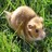 Pixelated image of two light brown animals with rounded ears and dark eyes resting on green foliage background.