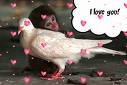 Static image of a white dove with pink hearts on its body, surrounded by floating pink hearts and a speech bubble saying "I love you!" in the background.