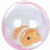 Four identical circular icons with pink borders contain a small orange fish inside clear bubbles on white backgrounds.