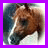 A 48x48 pixel buddy icon featuring a brown horse head on the left and pink text reading "always wanted a pony!" on the right, with a purple border.