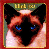 Pixelated close-up of a cat's face with blue eyes, framed by red border and green top banner.