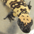 Animated contact sheet showing a lizard-like creature in three frames with text "COOLBUDDY.COM" on the right side of each frame.