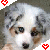A pixelated dog with white and gray fur, brown eyes, and a black nose appears in two side-by-side frames showing slight head movement.