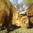 Animated image shows a rocky landscape with two text overlays: 'YAK!! SHBLAH!' at top and 'bionea!' at bottom.