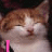 A four- shows a cat's face with closed eyes and pink text reading 'I love kittens!'