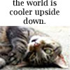 A tabby cat lies on its back with eyes closed, positioned below text reading 'the world is cooler upside down.'