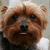 Pixelated close-up of a dog's face with brown fur, dark eyes, and a black nose, wearing a dark garment against a light background.