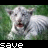 Animated sequence of white tiger cubs on grass with changing text and heart symbols below.