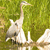 A pixelated image of a white bird with a long neck and beak standing in shallow water, surrounded by green foliage.