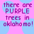 Pixelated text on a pink background with light blue circular shapes, repeating the phrase 'there are PURPLE trees in oklahoma!' in purple letters.