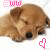 Animated contact sheet of a sleeping golden retriever puppy with pink "aww" text and heart symbols across 11 frames arranged in a 4x3 grid layout.
