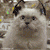 Animals icons for AIM, MSN, MySpace and Yahoo