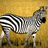 A pixelated zebra stands on a brown background with green text reading "I skewer zebras with rocks Because I'm hardcore".