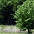 Static pixelated image of a tree with dense green foliage against a dark background and light ground area.