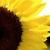 A sunflower with bright yellow petals and a dark brown center, partially cropped on the left side.