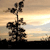 Pixelated silhouette of a plant with multiple leaves against a gradient sky background transitioning from dark brown to light yellow.