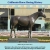 Static pixelated image of a brown horse standing in front of a building with dark windows and a light-colored wall.