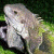 A 50x50 pixel animated buddy icon featuring a lizard on the left and green text reading "Original Icons .com" on the right, displayed as a contact sheet with two frames showing slight motion differences.