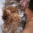 Pixelated close-up of a dog's face with brown fur, dark eyes, and a black nose against a light background.