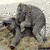 A 2x2 contact sheet of four distinct frames from an animated icon showing elephants, a bone symbol, and text in a stylized font.