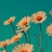 Pixelated static image of multiple light-colored flowers with orange centers against a teal background.