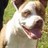 Pixelated close-up of a dog's face with open mouth and visible tongue, set against green foliage background.