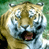 Animated contact sheet showing two tiger frames with open mouths and a blue background containing "CoolBuddy.com" text, arranged in a 2x2 grid on gray transparency.
