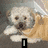 A small dog with light brown and white fur lies on a gray surface, its head turned slightly left. A red heart outline appears above the text "LOVE" on black background.