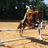 A static image shows a pixelated horse in mid-air with green text on blue background reading "I FOUND A WAY TO FLY... ON THE BACK OF AN AIRBORNE HORSE".