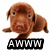 Brown puppy with large eyes and floppy ears in four positions, each with distinct text below