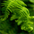 A pixelated green tree with dense foliage and dark trunk against a dark green background, rendered in a low-resolution style with visible pixelation.