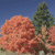 A pixelated landscape featuring two trees under a blue sky, with a large orange-brown tree on the left and a smaller green tree on the right.