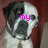 A four- shows a dog's face with changing pink text overlays: 'my', 'love', and '<3'