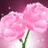 Pixelated pink roses on left, dark green background with pixelated text reading 'A Boy Gave A Girl 12 Flowers and said ...11 of those were real one was plastic' in light pink.
