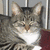 A static image shows two cats and a dog with text listing pet names.