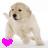 Pixelated static image of a light-colored dog with dark eyes and nose, holding a bright pink heart-shaped object in its mouth against a white background.
