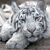 Animals icons for AIM, MSN, MySpace and Yahoo
