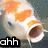 A fish with orange and white scales opens its mouth wide, displaying text overlays in a four