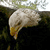 Static pixelated image of a bald eagle's head with white feathers, yellow beak, and closed eyes against a dark green and white background.